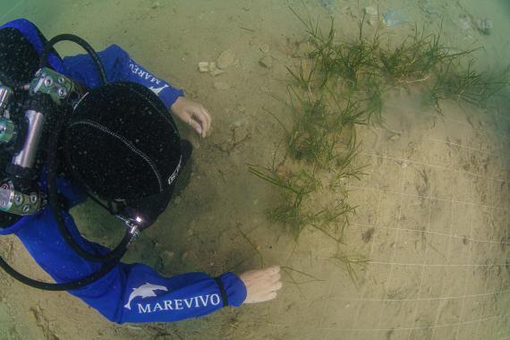 Marevivo photo #7